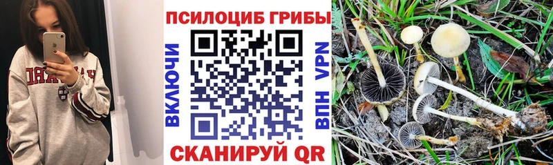Галлюциногенные грибы Magic Shrooms  Купить где  Верхняя Пышма 